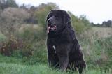 DOGUE DU TIBET 588
